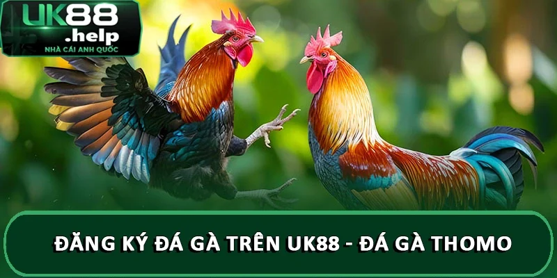 Hướng dẫn đăng ký đá gà trên UK88 chi tiết A - Z 3 Đăng ký đá gà trên UK88 - Đá gà Thomo