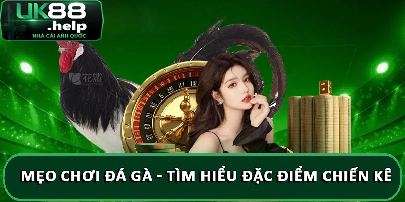 Tổng hợp kinh nghiệm chơi đá gà từ chuyên gia UK88 5 Mẹo chơi đá gà - Tìm hiểu đặc điểm chiến kê