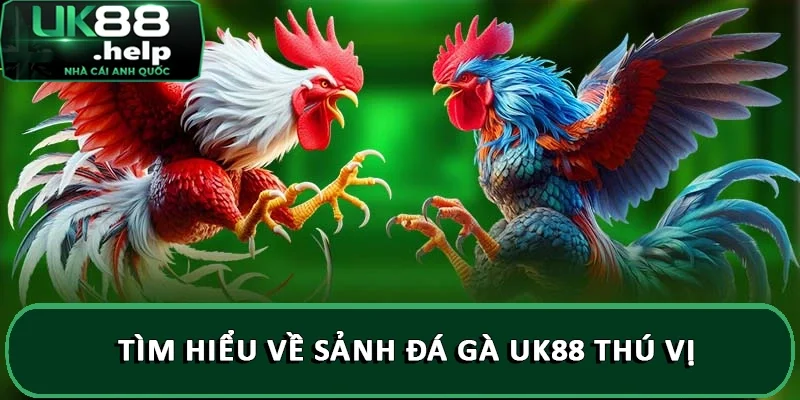 Hướng dẫn đăng ký đá gà trên UK88 chi tiết A - Z 1 Tìm hiểu về sảnh đá gà UK88 thú vị